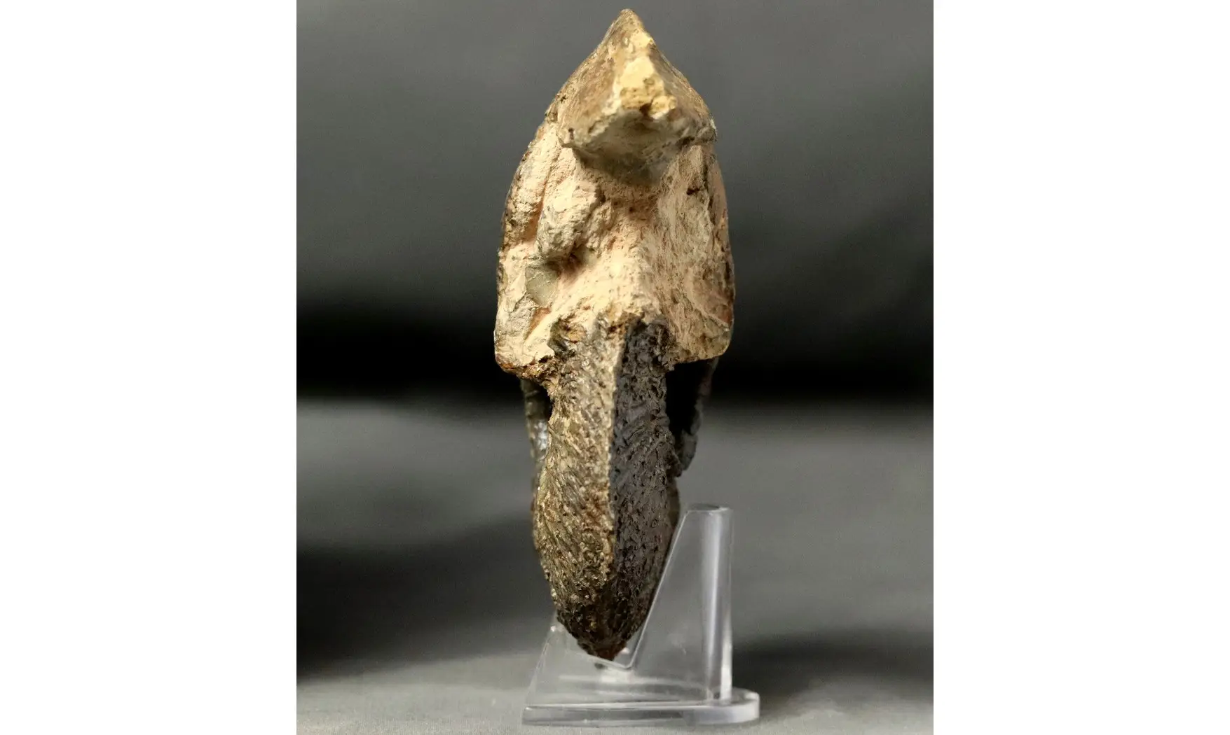 Goliathiceras sp.