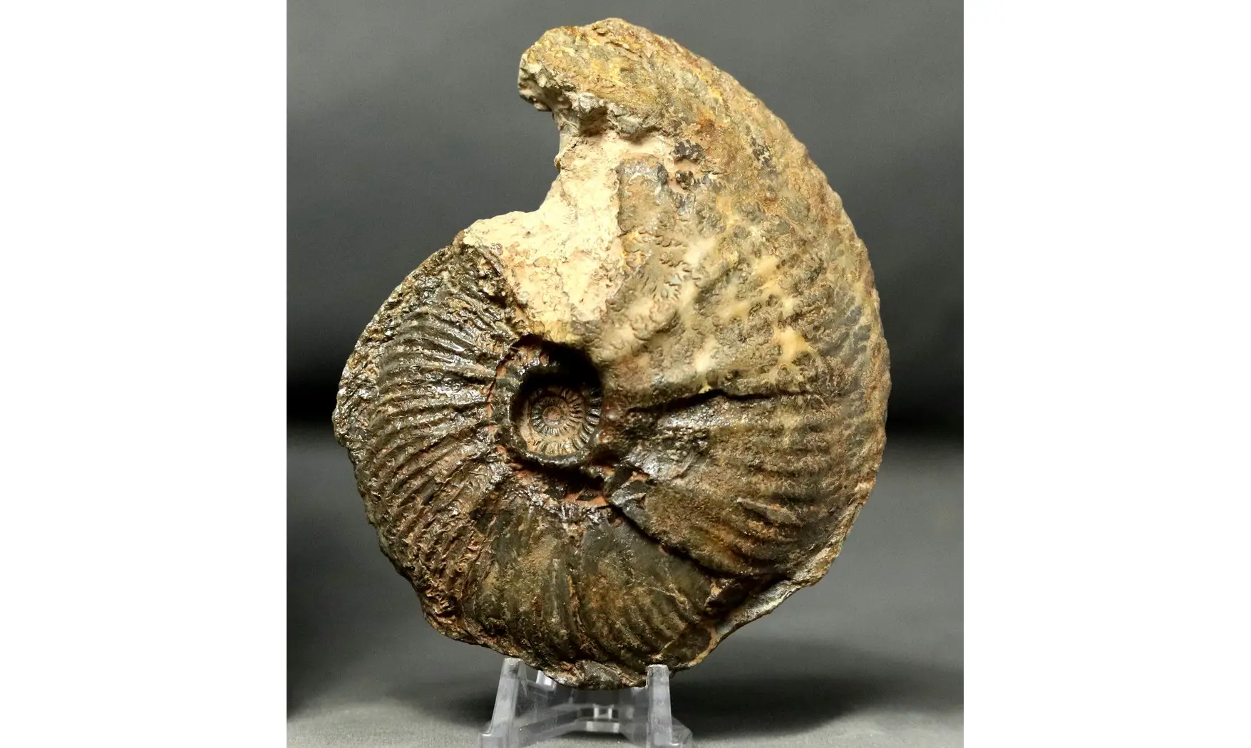 Goliathiceras sp.