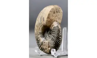 Quenstedtoceras henrici