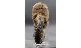 Quenstedtoceras henrici