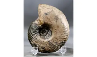 Quenstedtoceras henrici