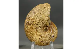 Ochetoceras canaliculatum