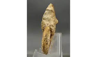 Ochetoceras canaliculatum