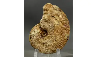 Ochetoceras canaliculatum
