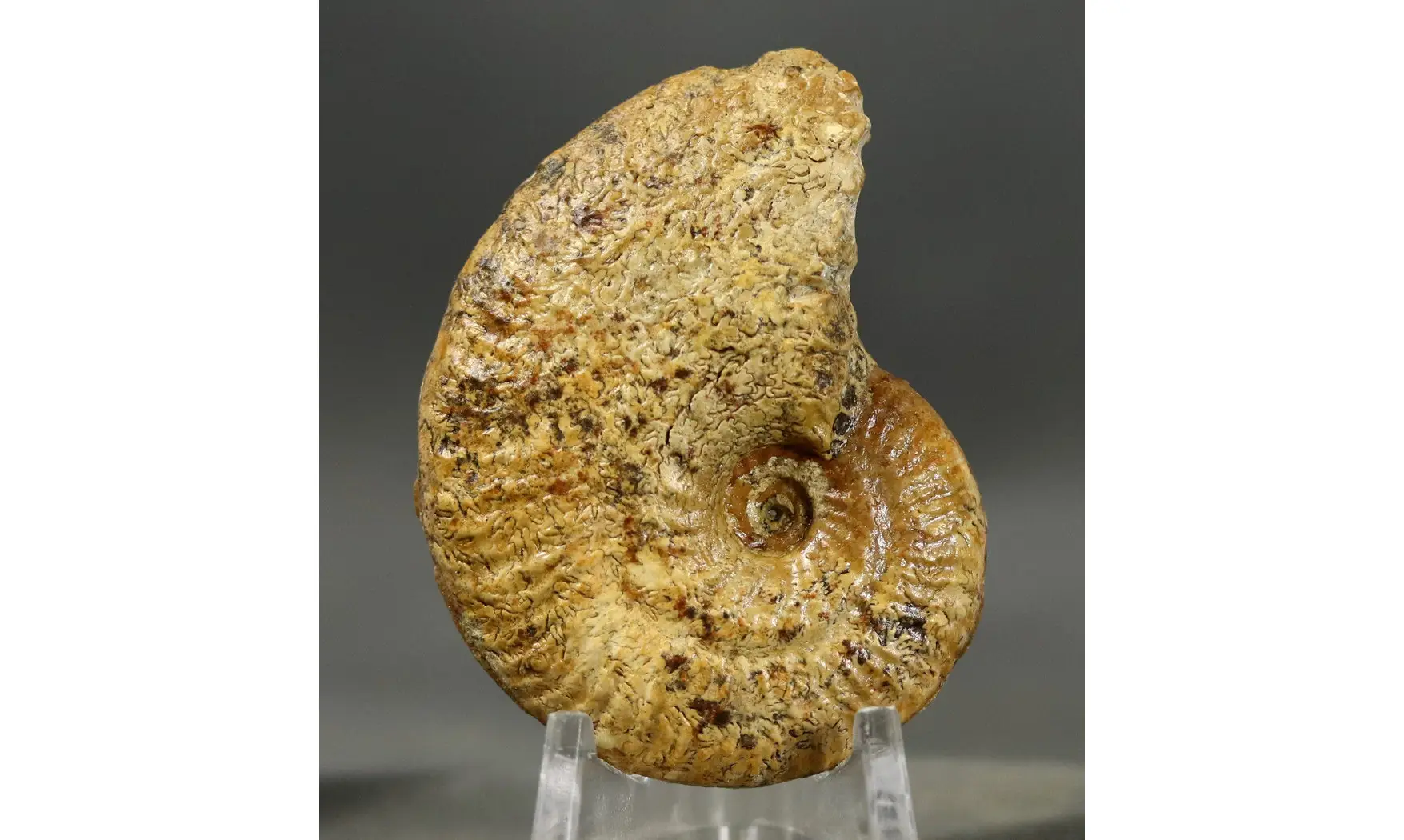 Ochetoceras canaliculatum