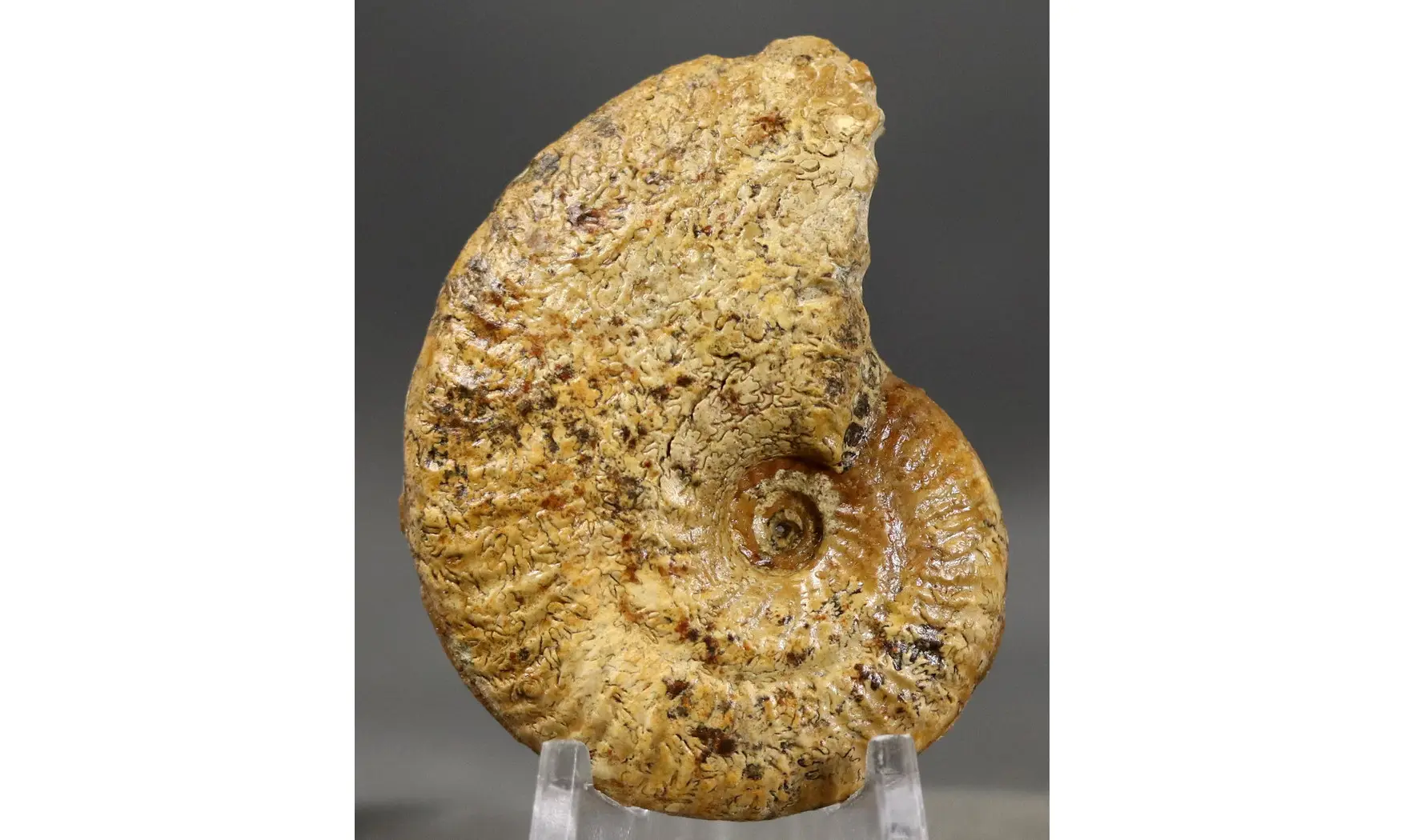 Ochetoceras canaliculatum