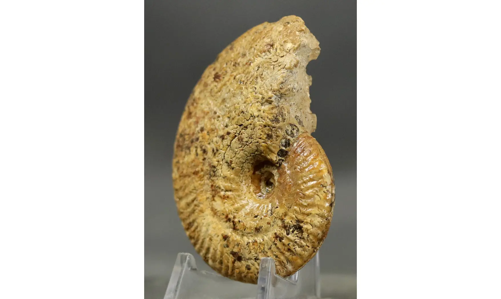 Ochetoceras canaliculatum