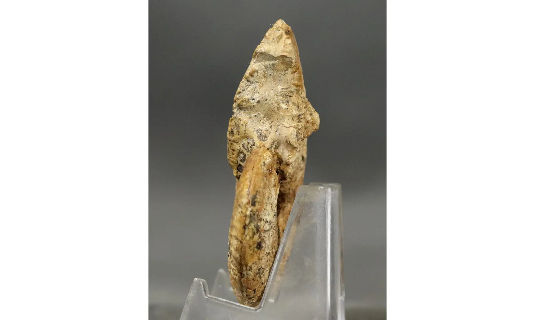 Ochetoceras canaliculatum