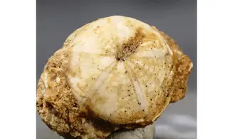 Galeropygus agariciformis