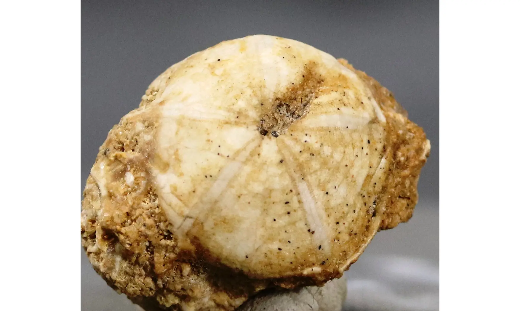 Galeropygus agariciformis