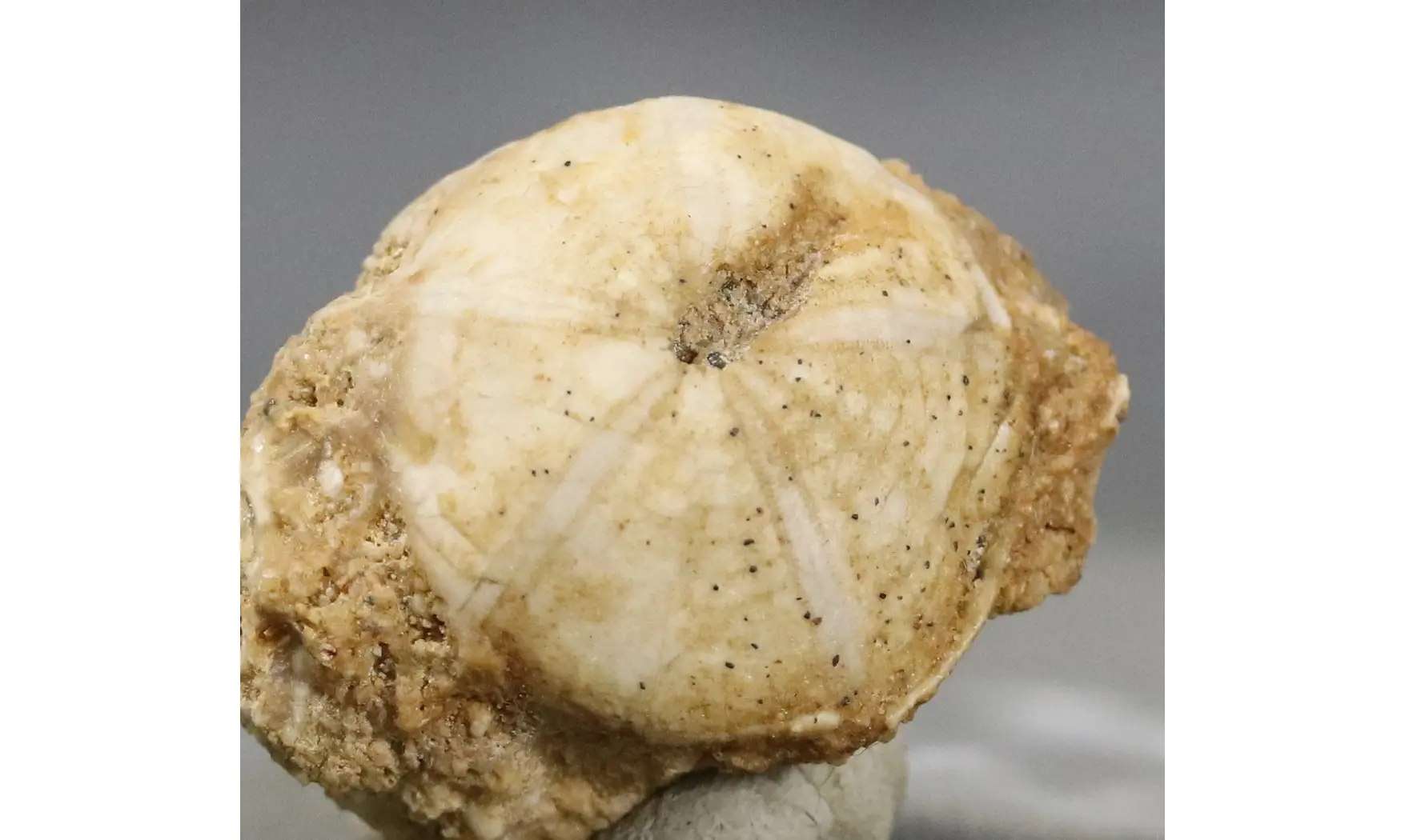 Galeropygus agariciformis