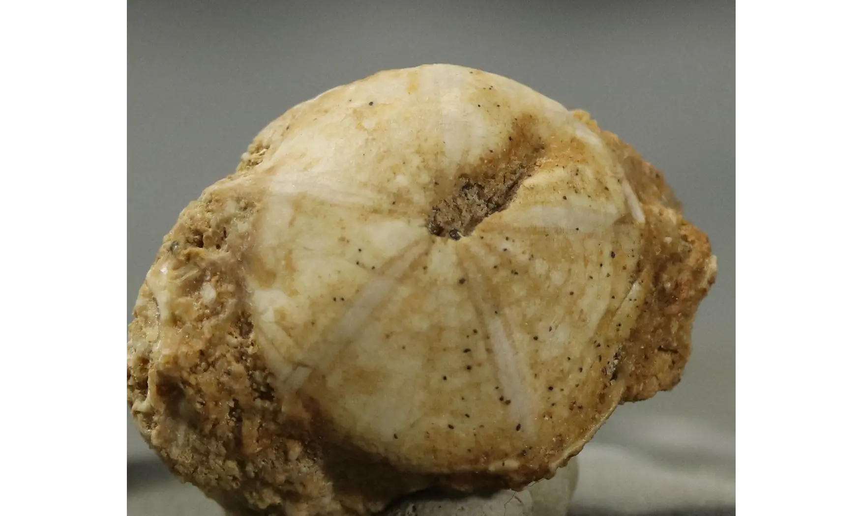 Galeropygus agariciformis