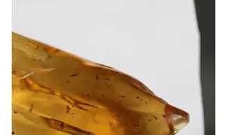 Moustique, moucherons, araignée
