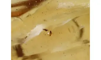 Moustique, moucherons, araignée
