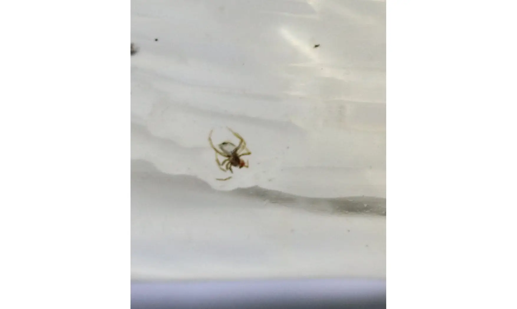 Moustique, moucherons, araignée