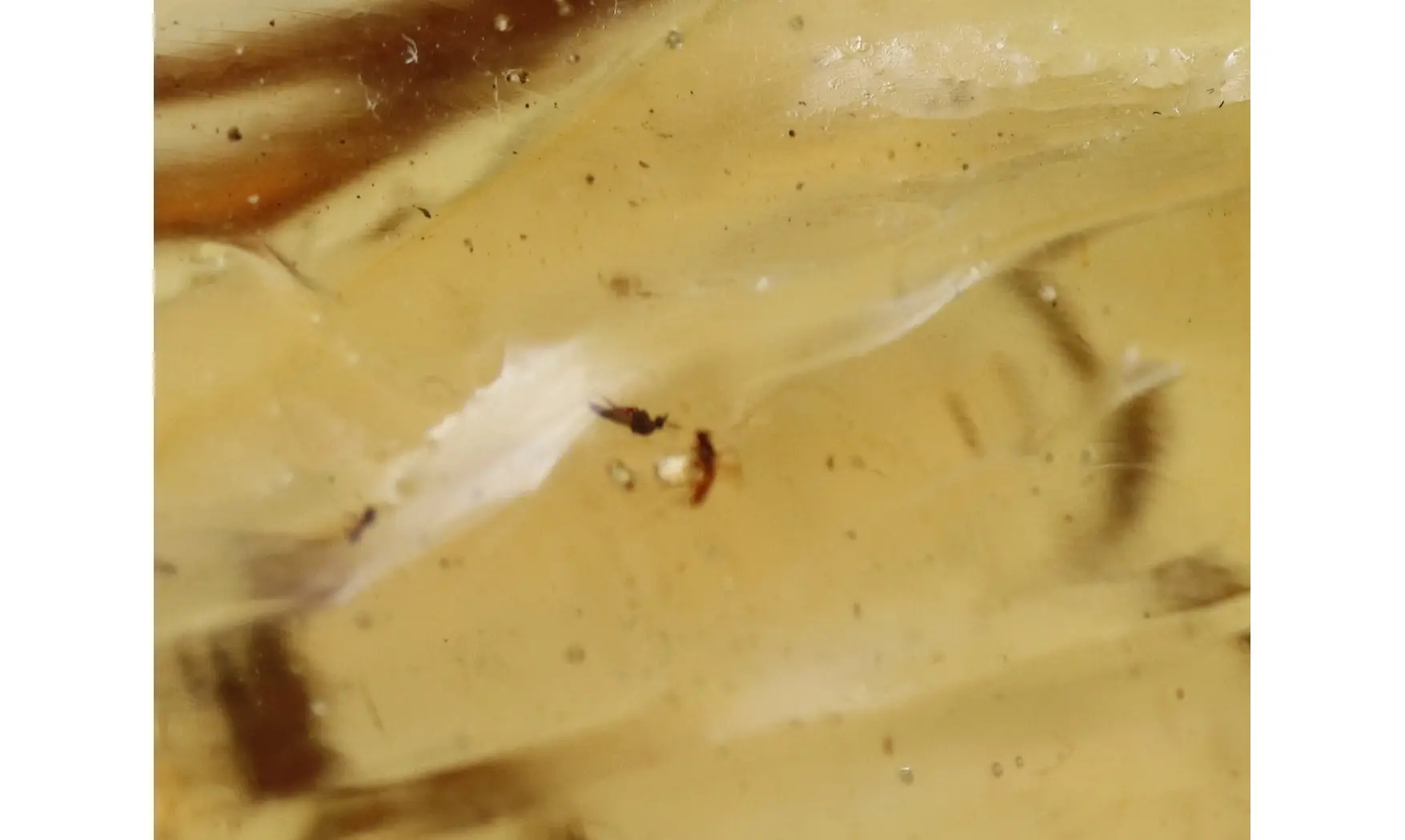 Moustique, moucherons, araignée