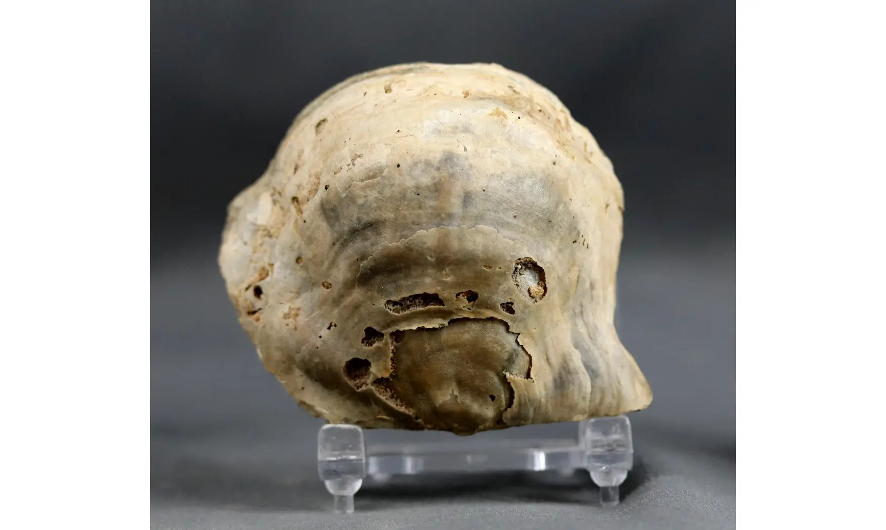 Rhynchostreon suborbiculatum
