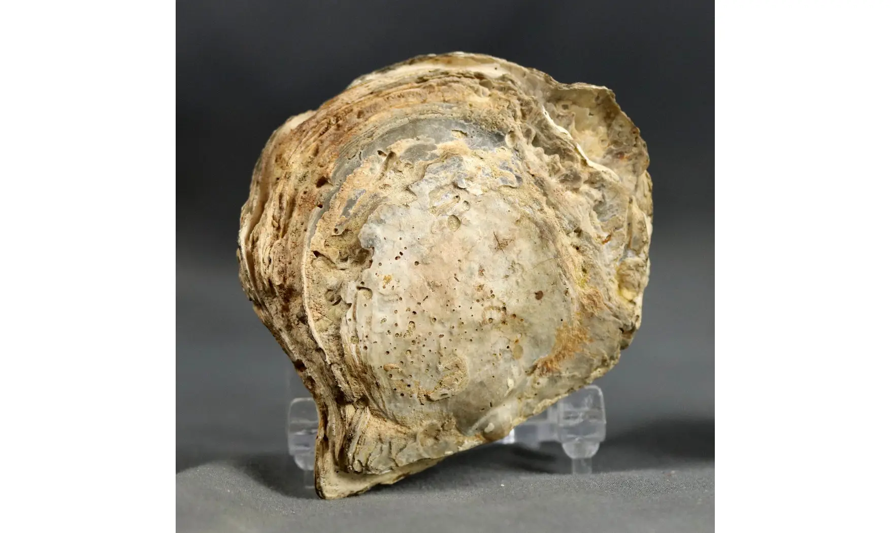 Rhynchostreon suborbiculatum