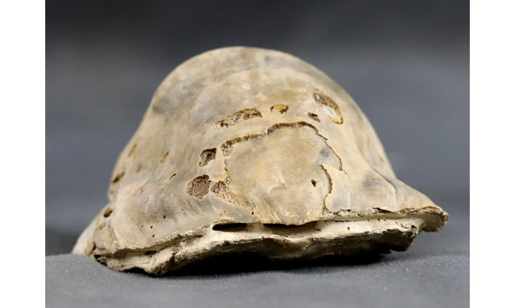 Rhynchostreon suborbiculatum