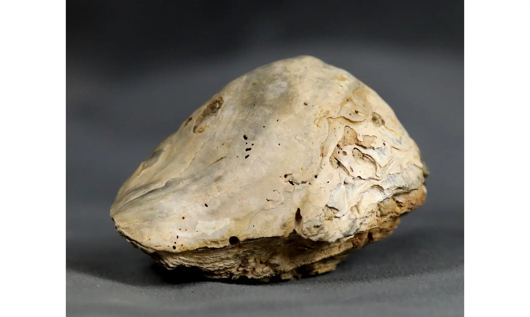 Rhynchostreon suborbiculatum