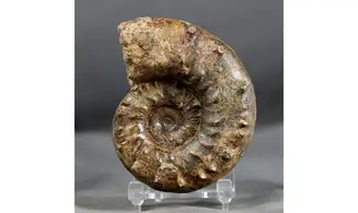 Euaspidoceras subbabeanum