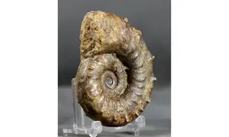 Euaspidoceras subbabeanum