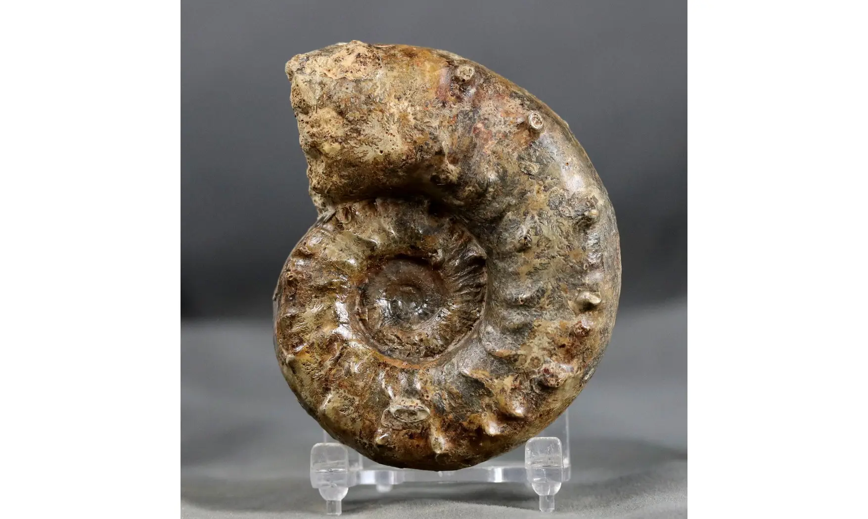 Euaspidoceras subbabeanum