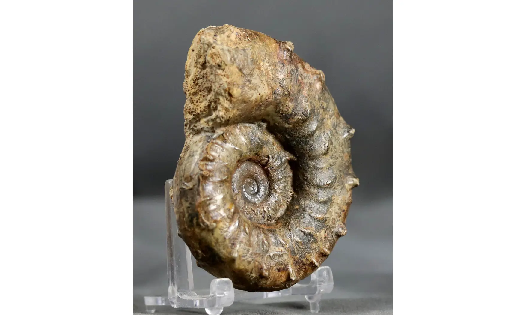 Euaspidoceras subbabeanum