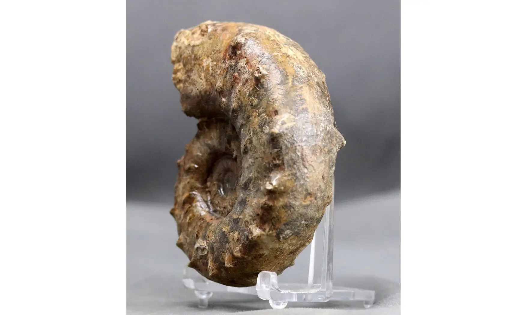 Euaspidoceras subbabeanum