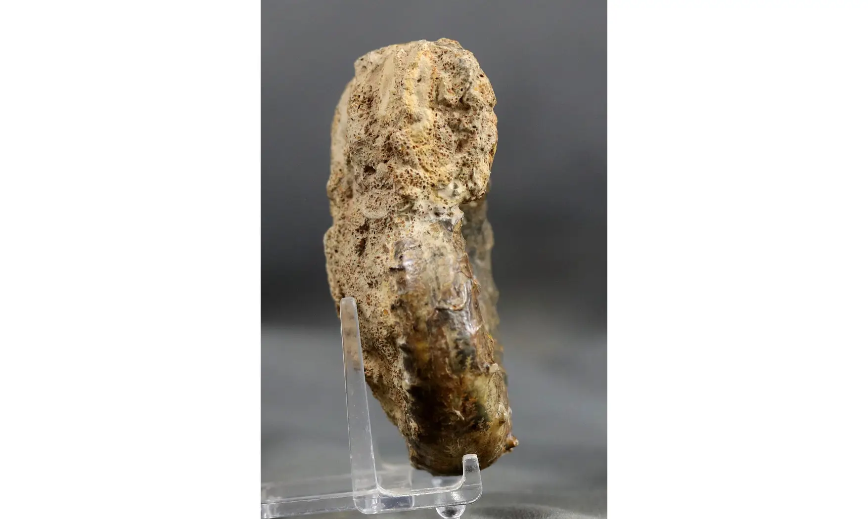 Euaspidoceras subbabeanum