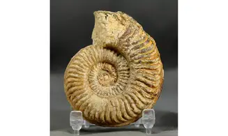 Podagrosites latescens