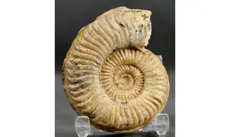 Podagrosites latescens