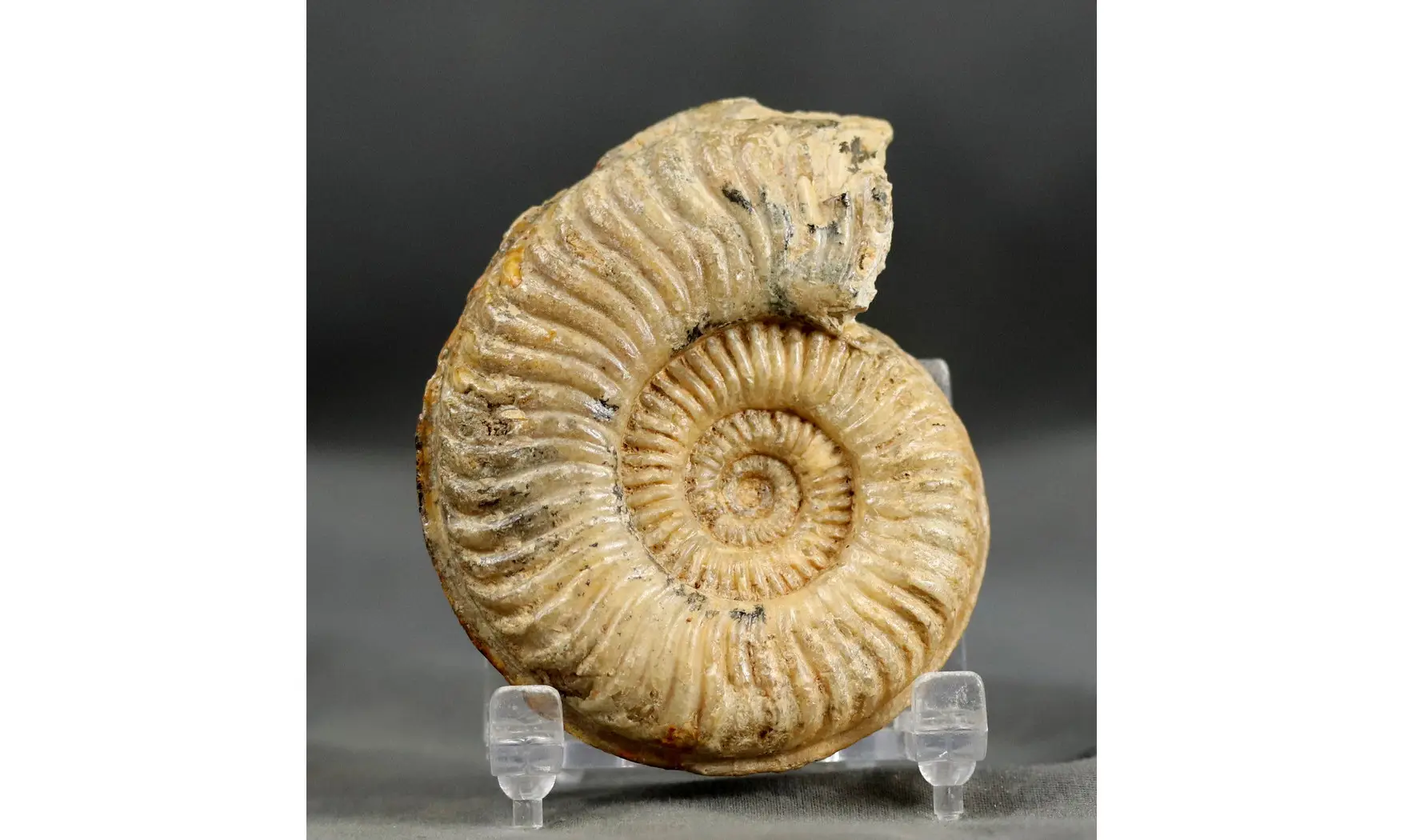 Podagrosites latescens