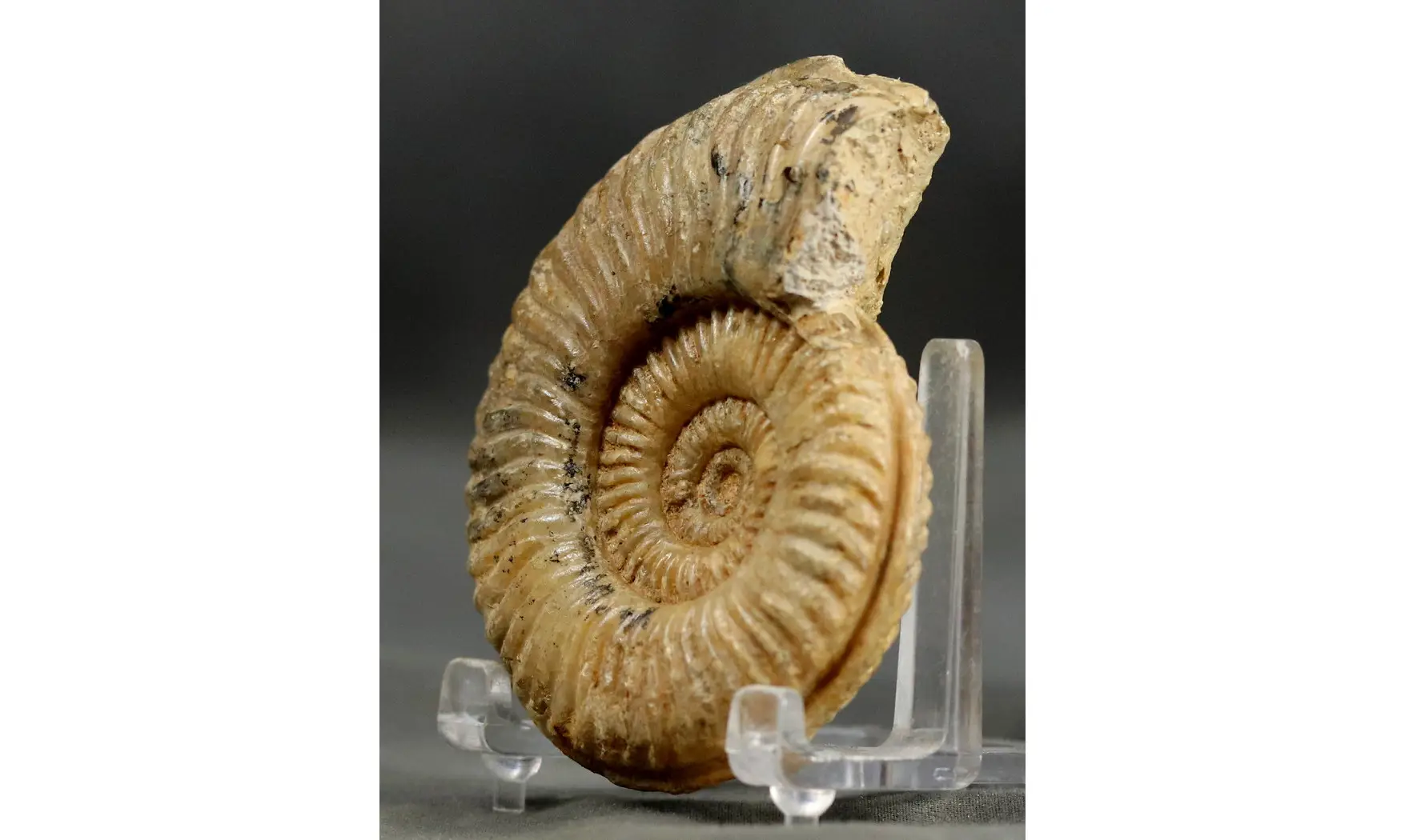Podagrosites latescens