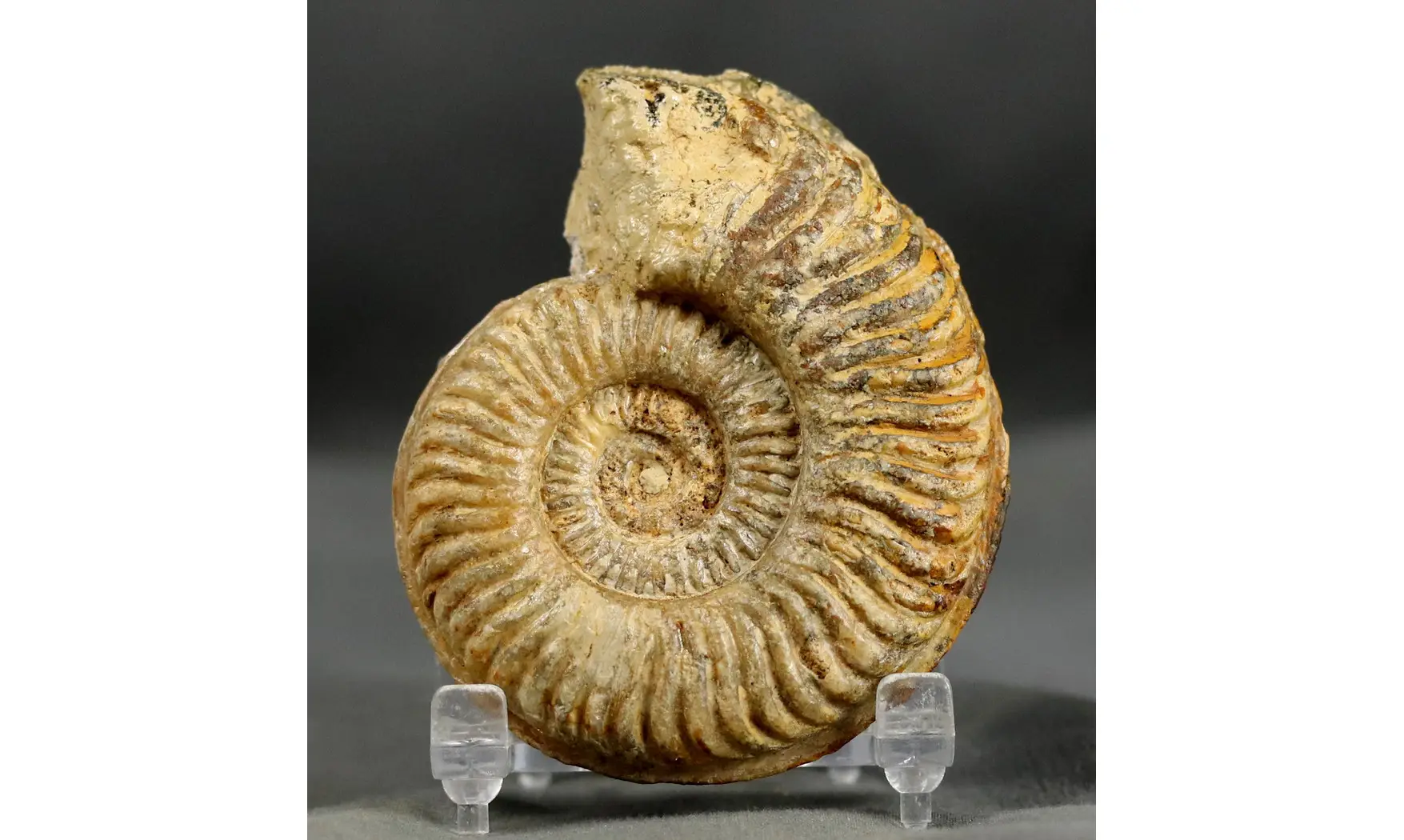 Podagrosites latescens
