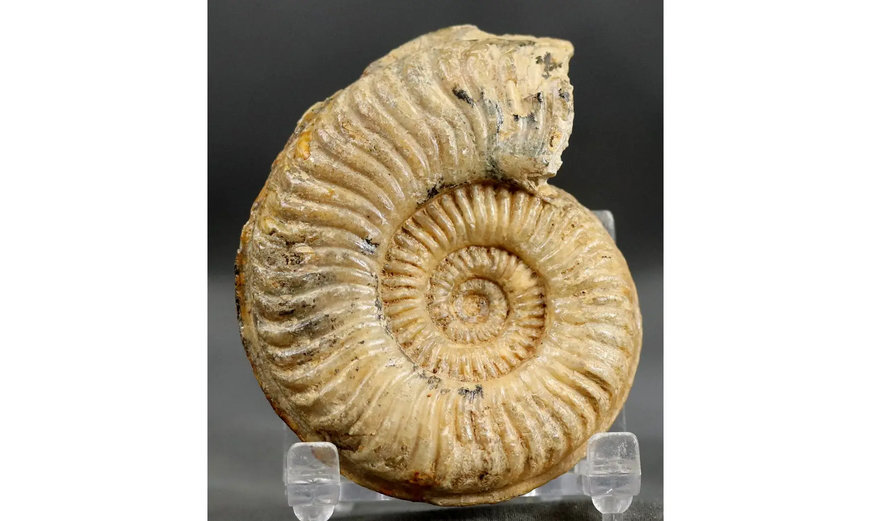 Podagrosites latescens