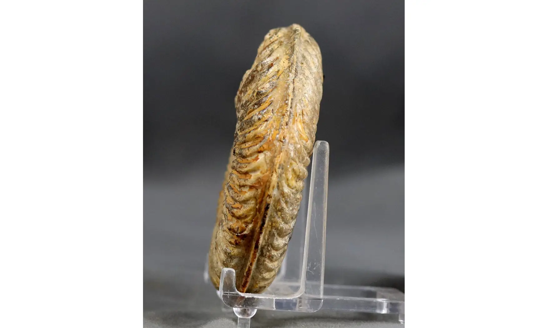 Podagrosites latescens