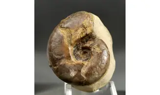 Sowerbyceras tortisulcatus