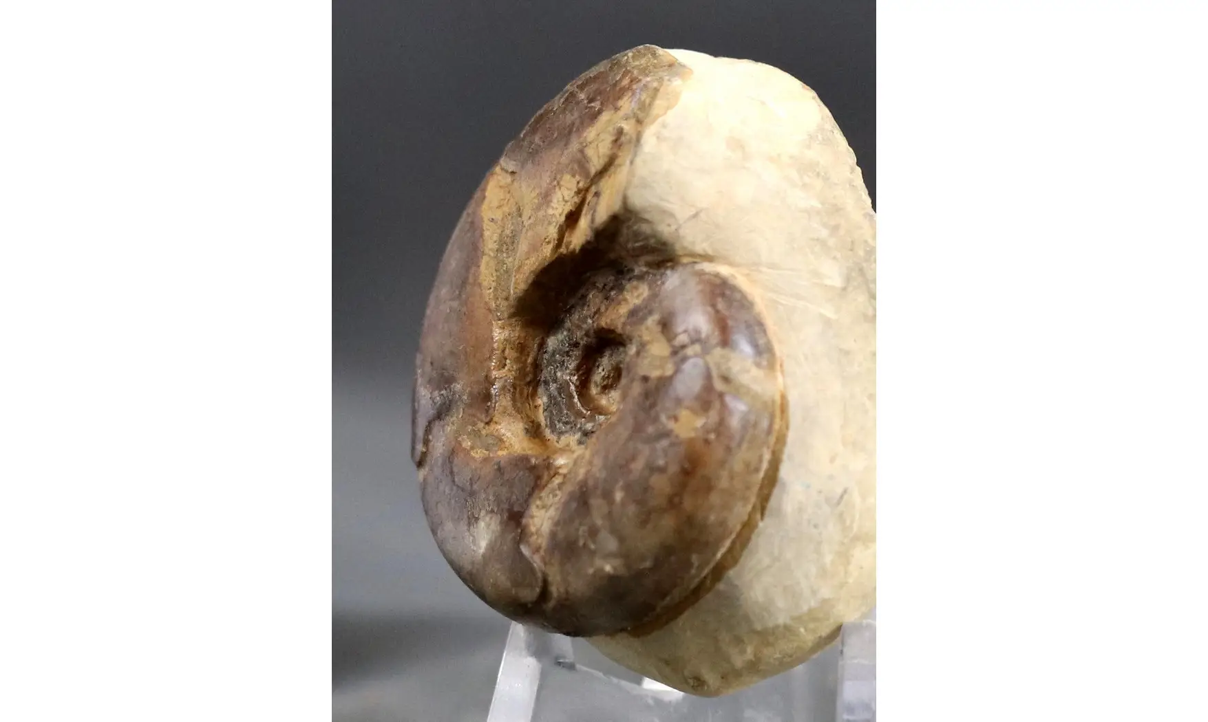 Sowerbyceras tortisulcatus