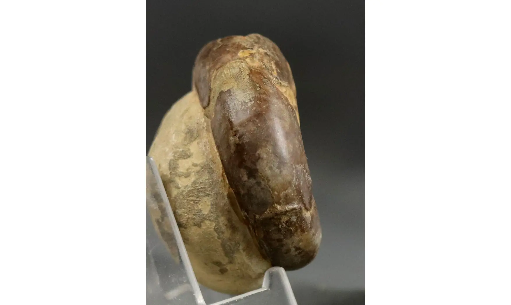 Sowerbyceras tortisulcatus