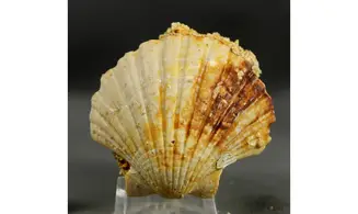 Gigantopecten ligerianus
