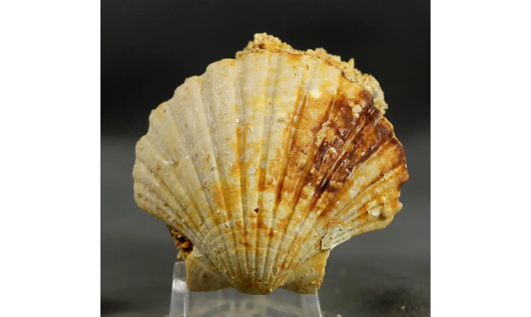 Gigantopecten ligerianus