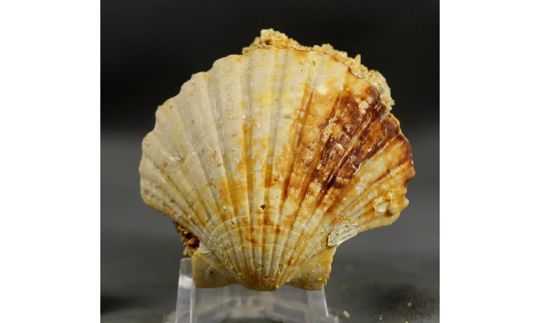 Gigantopecten ligerianus