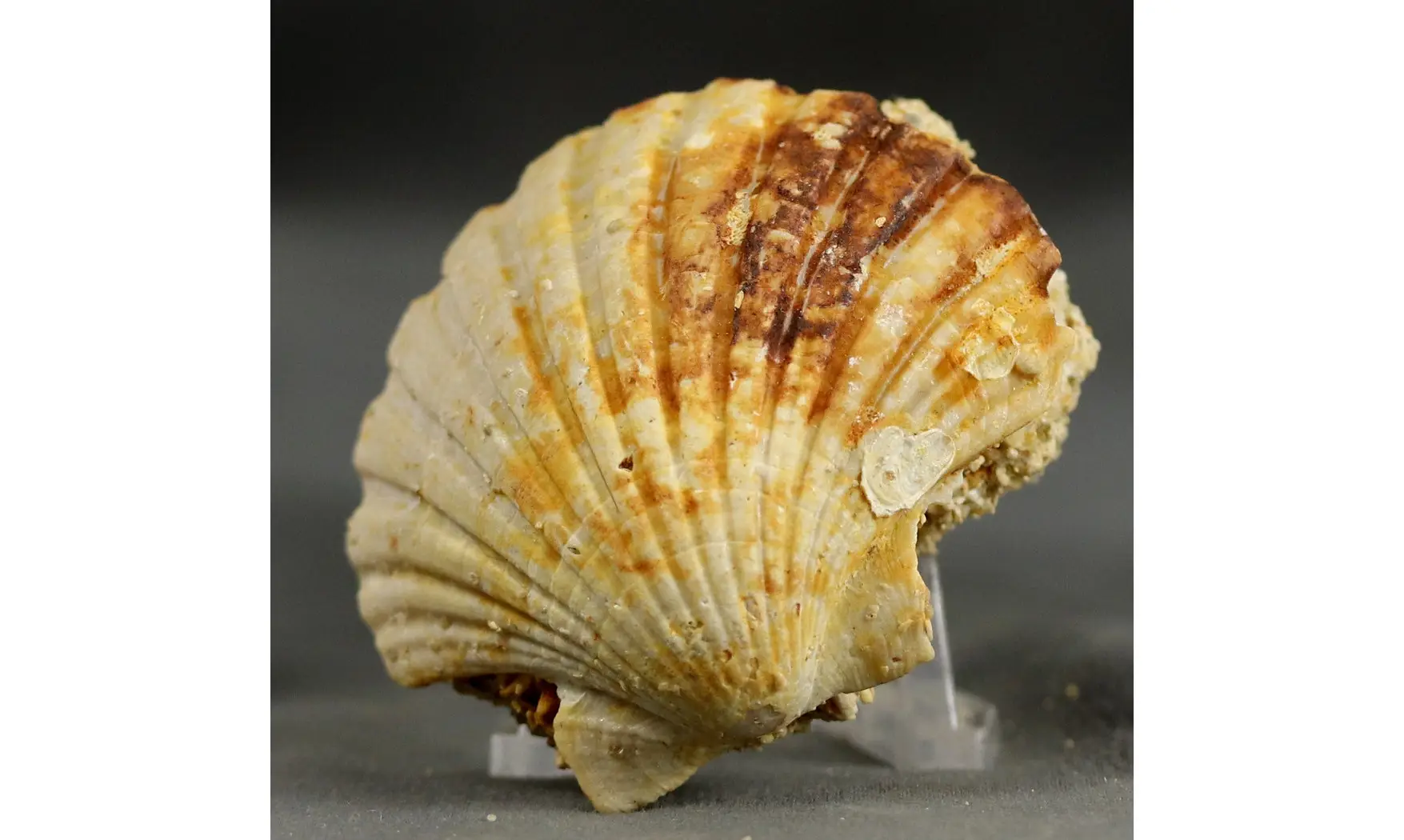 Gigantopecten ligerianus