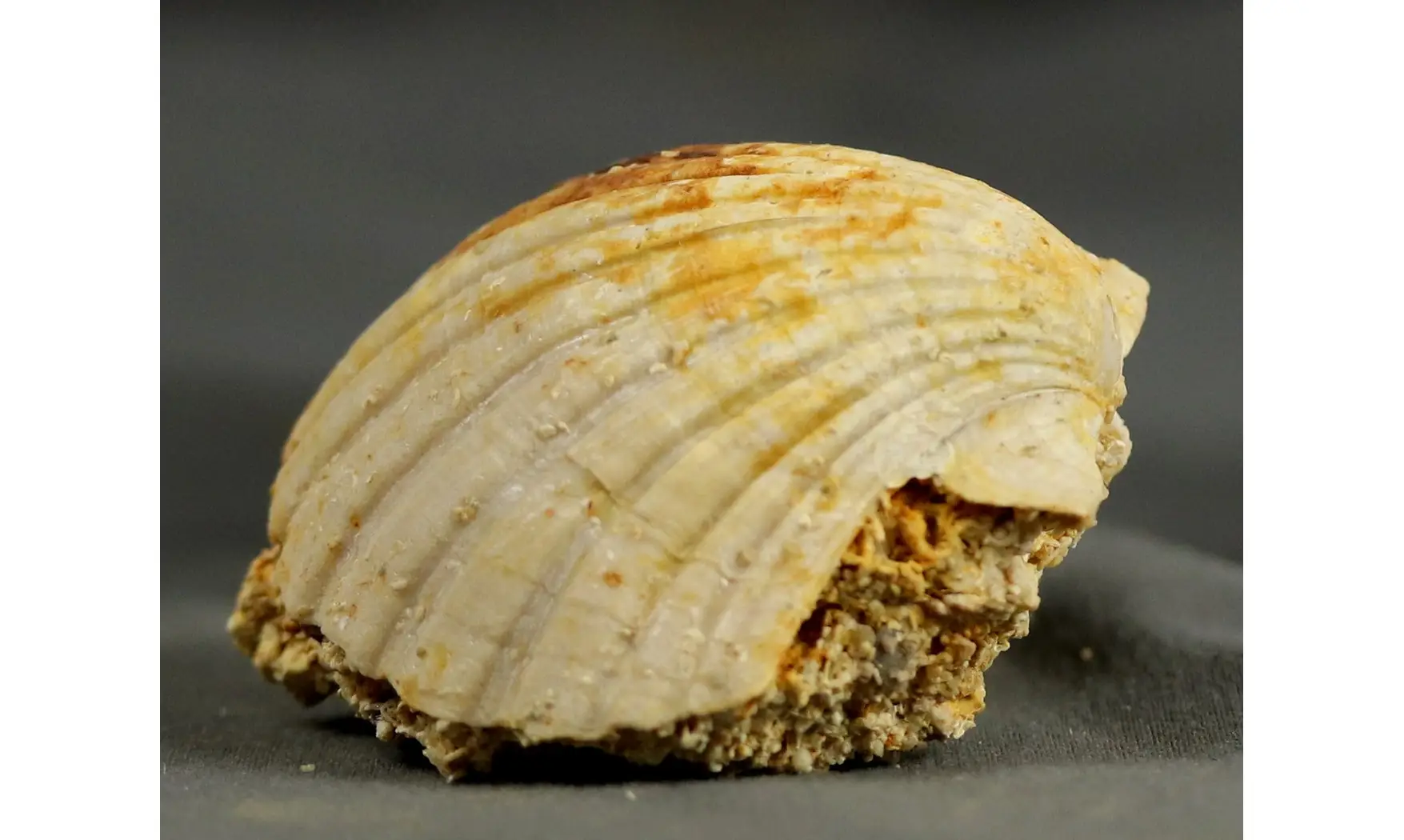 Gigantopecten ligerianus