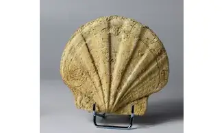 Gigantopectens restitutensis