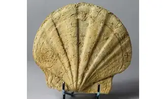 Gigantopectens restitutensis