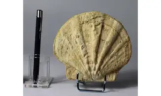 Gigantopectens restitutensis