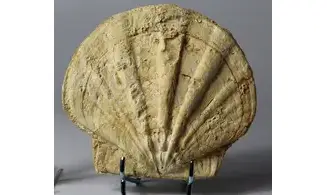 Gigantopectens restitutensis