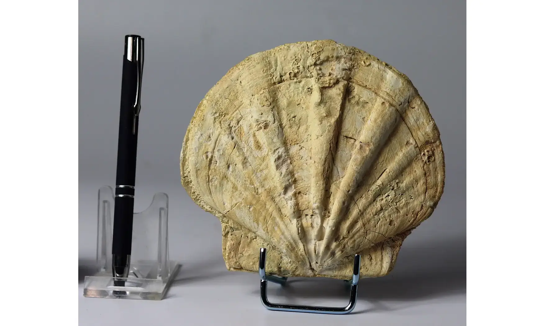 Gigantopectens restitutensis